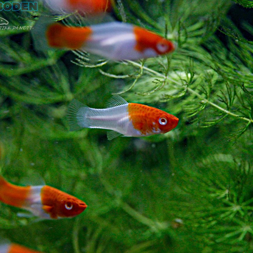 Platy Koi Kohaku -Akvarieboden.net - Akvarieboden