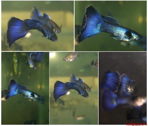 Blue Moscow Guppy / Poecilia Reticulata - Akvarieboden