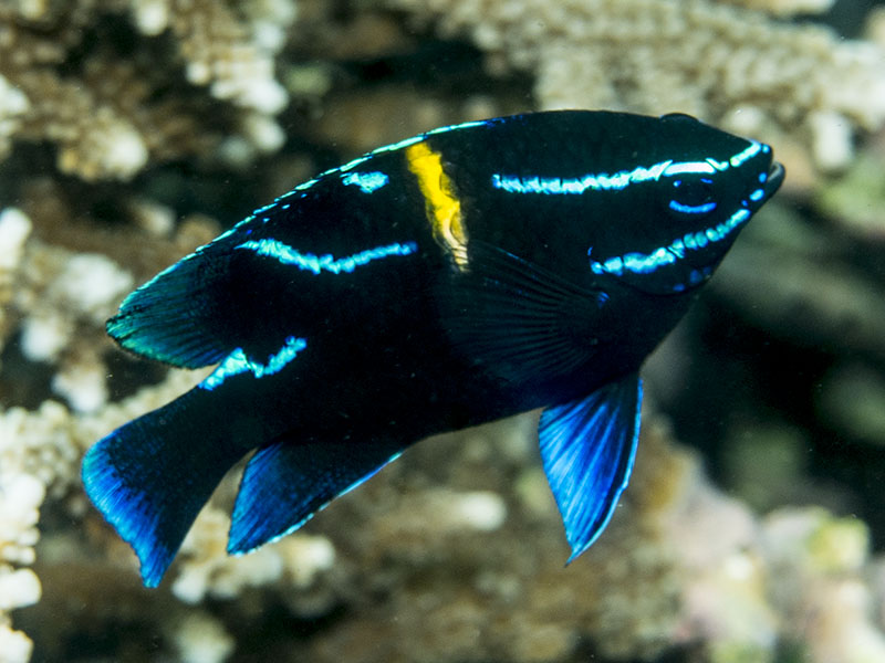 Neoglyphidodon oxyodon "Neon velvet damselfish" - Akvarieboden